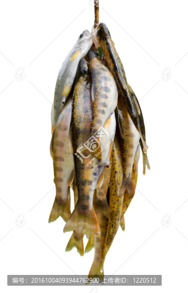 魚4