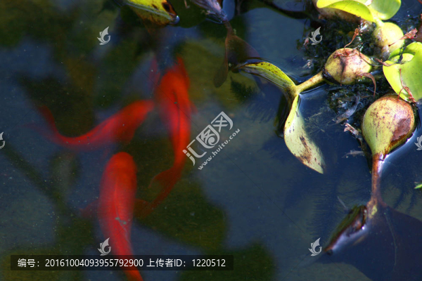 池塘里的錦鯉魚