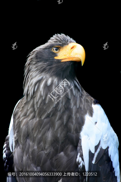 鷹