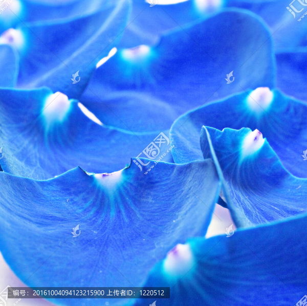 花瓣