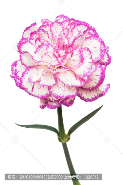 粉紅色的花