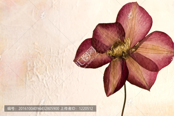 鐵線蓮的花壓