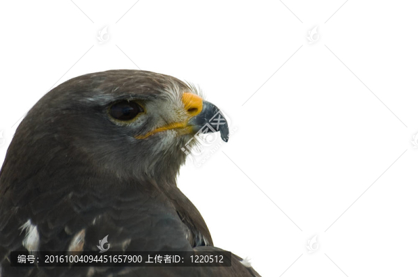 鷹的頭