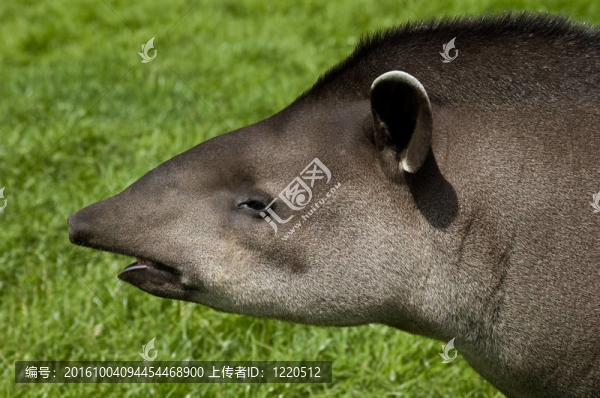 貘簡(jiǎn)介