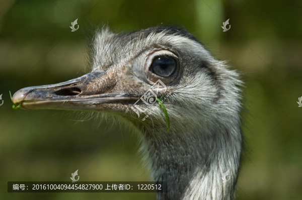 鴕鳥的頭