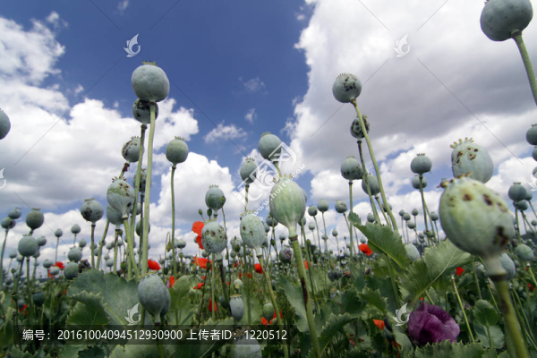 poopyheads
