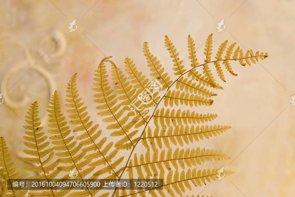 按葉