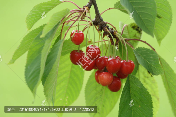 紅櫻桃