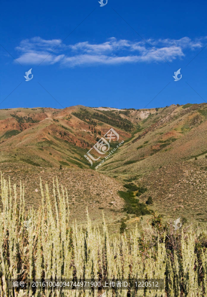 鋸木廠的山脊