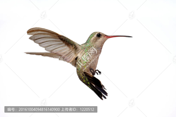 孤立的闊嘴蜂鳥（Cynanthus,latirostris）