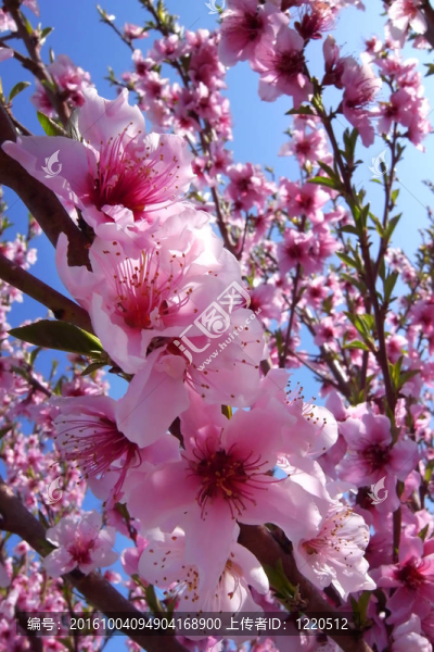 櫻花