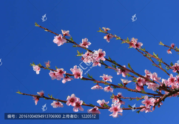 櫻花樹枝