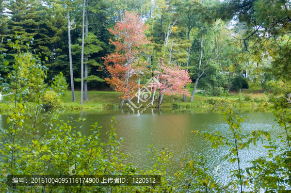 映紅了樹