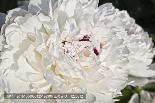 一朵白色的牡丹花近了