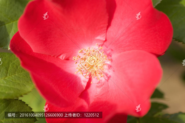 玫瑰紅玫瑰近距離