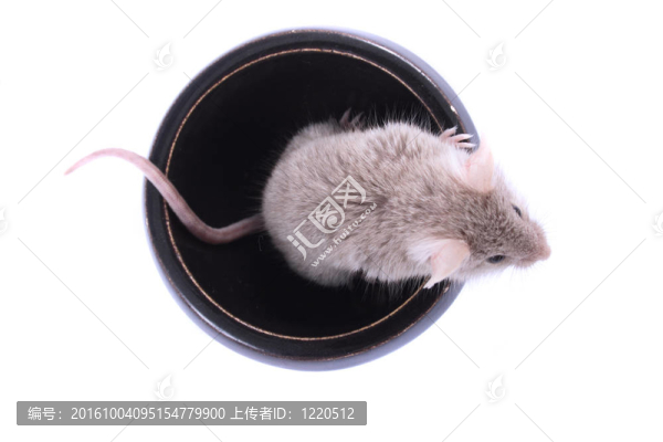 鼠標