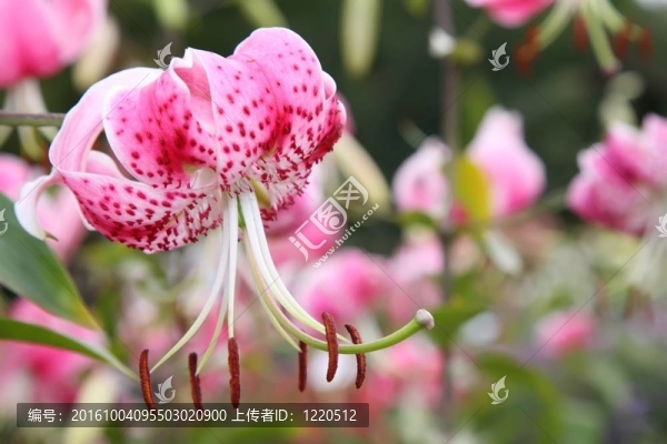 老虎百合