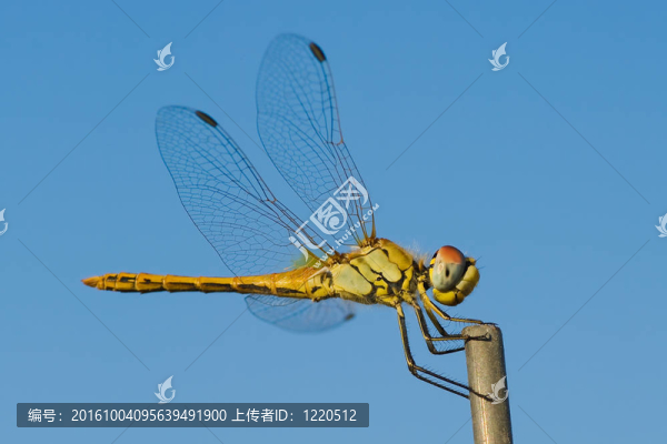 龍飛翔