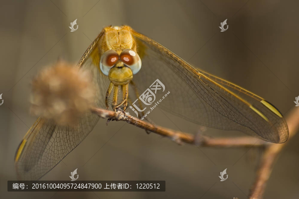 龍飛翔