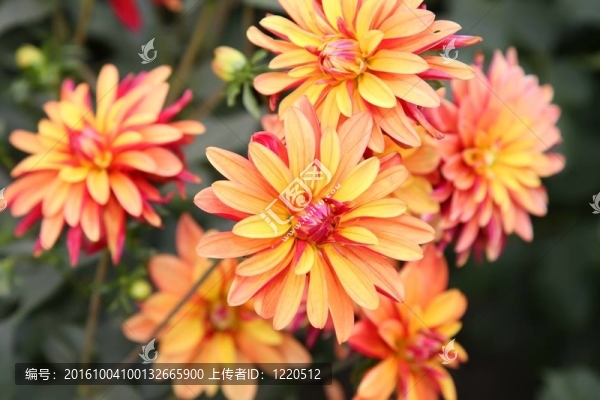 紅黃色的大麗花