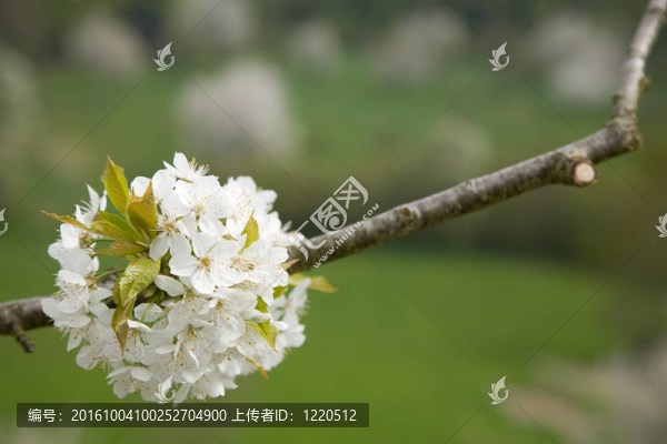 蘋(píng)果花