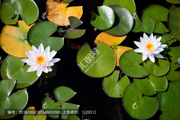 兩個(gè)水百合-頂部視圖