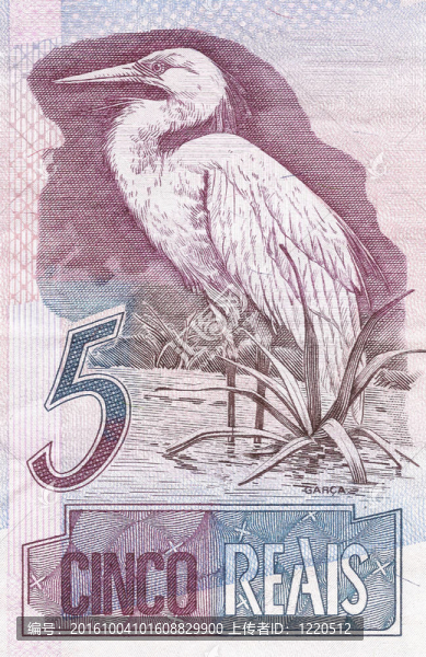 大白鷺（Ardea,alba）5日從巴西真正的鈔票
