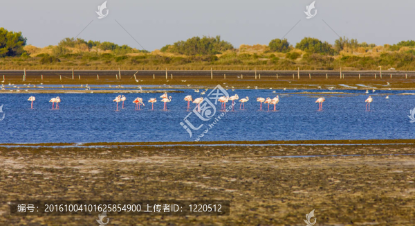火烈鳥；公園區(qū)域de,Camargue；普羅旺斯；法國