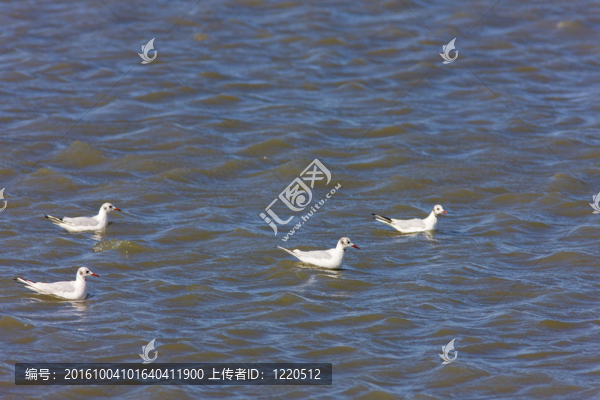海鷗；公園區(qū)域de,Camargue；普羅旺斯；法國(guó)