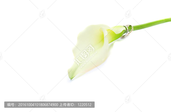 兩個(gè)結(jié)婚戒指在馬蹄蓮的花-匯圖網(wǎng) www.fosd68.com 兩個(gè)結(jié)婚戒指在馬蹄蓮的花