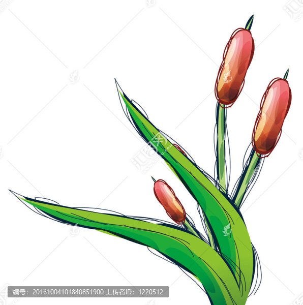 郁金香的花朵