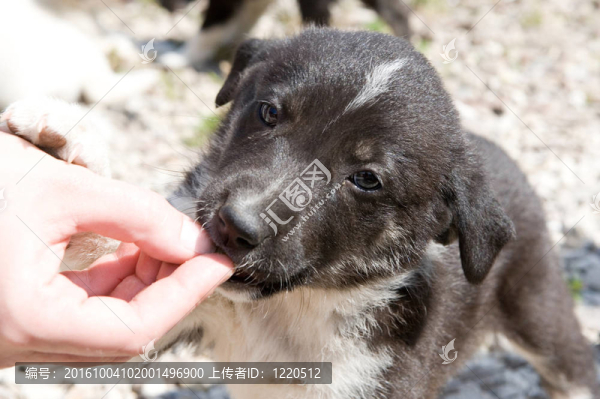 試圖得到食物