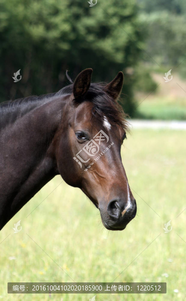 馬