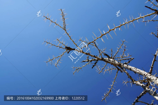 相思樹在非洲的嚴(yán)冬里，抵御著湛藍(lán)的天空