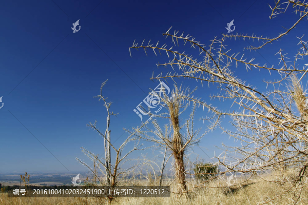 相思樹在非洲的嚴(yán)冬里，抵御著湛藍(lán)的天空