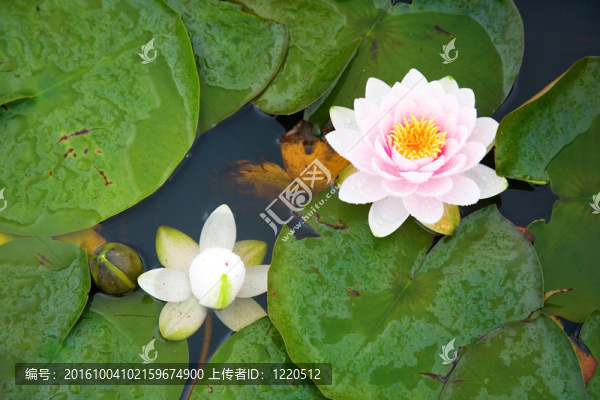 美麗的粉紅色和白色的睡蓮在池塘里