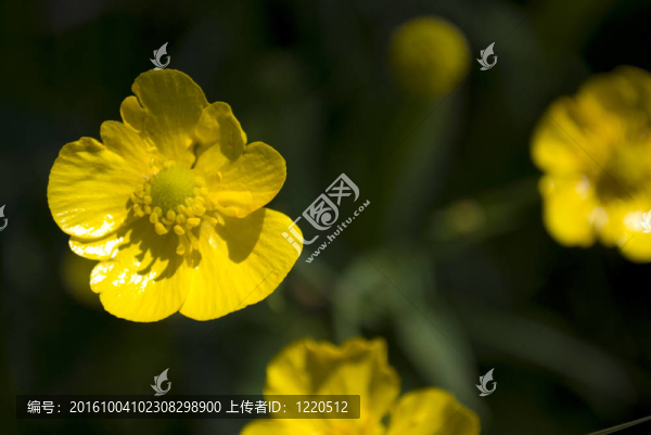 在花園里毛茛