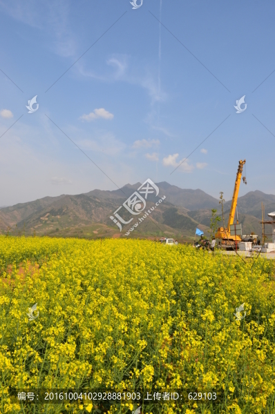 油菜花開