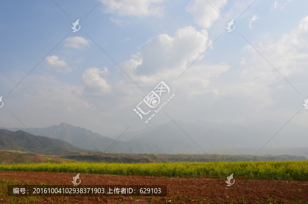 油菜花開