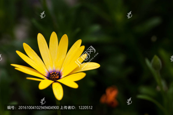 黃色的花
