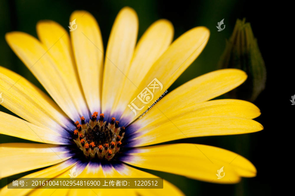黃色的花