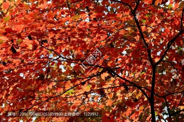 紅色的葉子