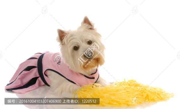 西部高地白梗扮成啦啦隊(duì)