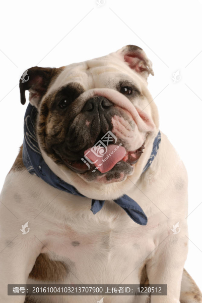 快樂的斗牛犬坐