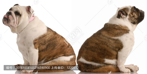 有一個戰(zhàn)斗的斗牛犬