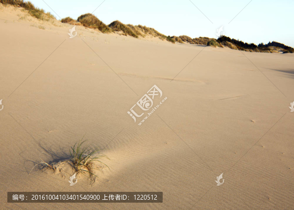 俄勒岡海岸的肖像