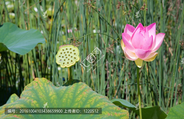 粉紅盛開的荷花及其種子莢