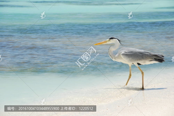 在馬爾代夫島鷺