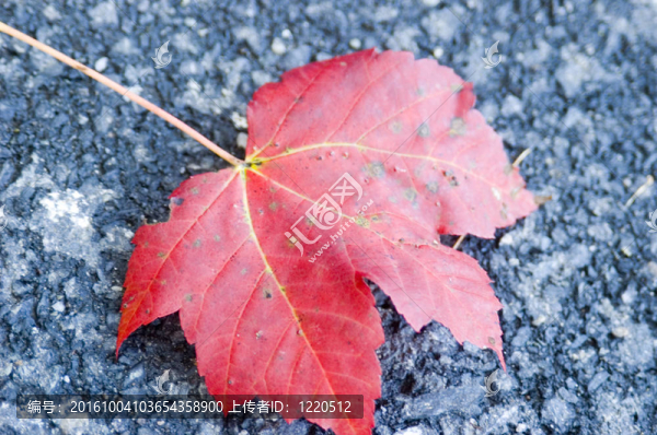 紅色的楓葉