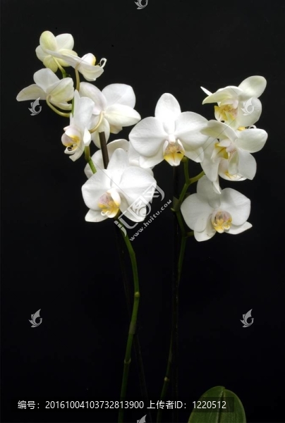 白蘭花